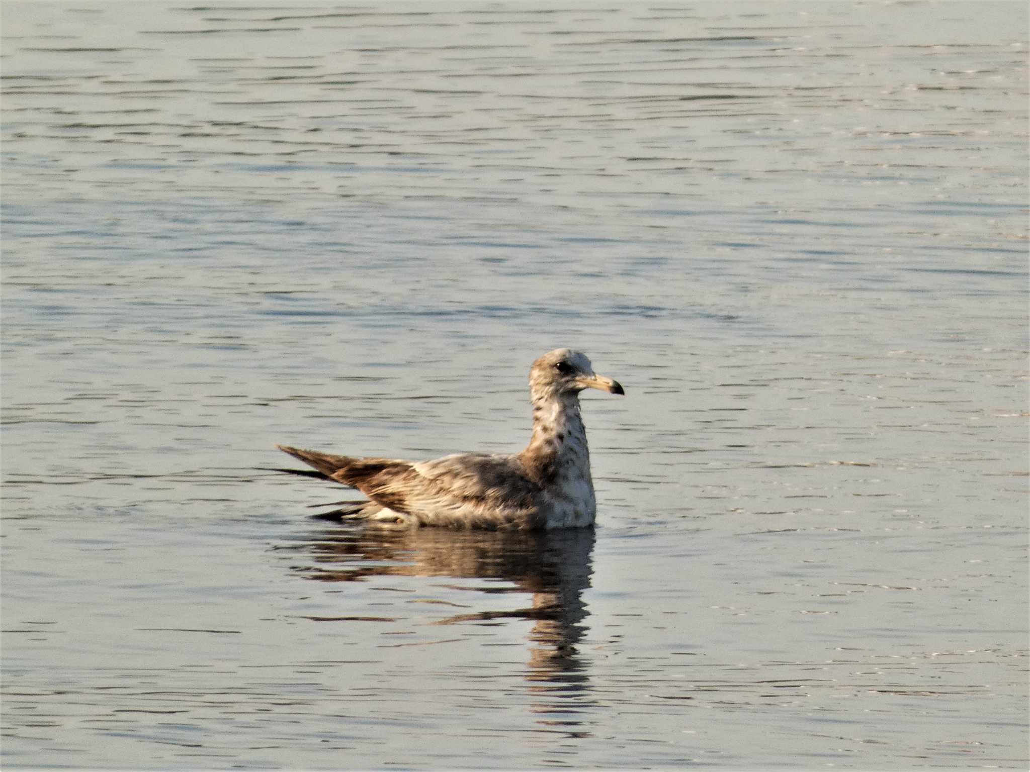 Black-tailed Gull