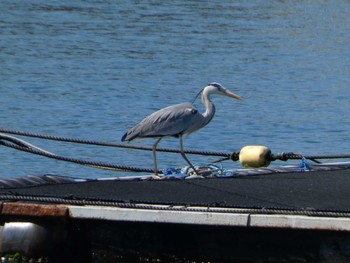 Grey Heron 長井漁港 Wed, 5/3/2023