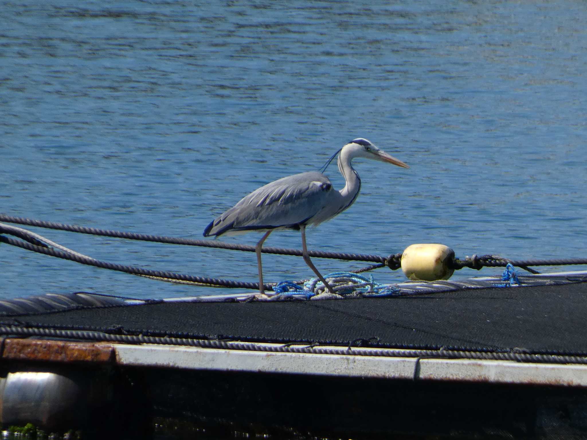 Photo of Grey Heron at 長井漁港 by koshi