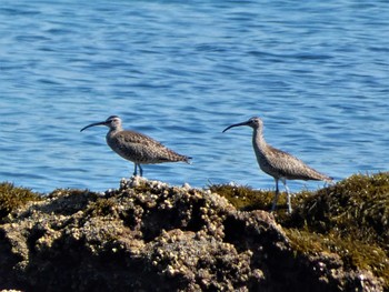 Eurasian Whimbrel 長井漁港 Wed, 5/3/2023