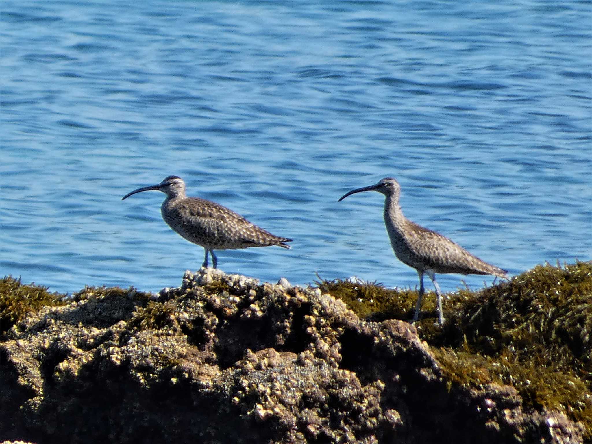 Photo of Eurasian Whimbrel at 長井漁港 by koshi