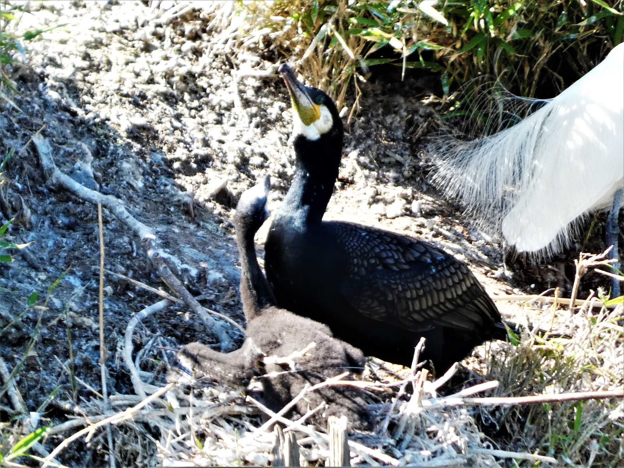 カワウ