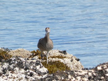 Eurasian Whimbrel 長井漁港 Wed, 5/3/2023