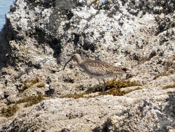 Eurasian Whimbrel 長井漁港 Wed, 5/3/2023