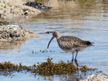 Eurasian Whimbrel 長井漁港 Wed, 5/3/2023