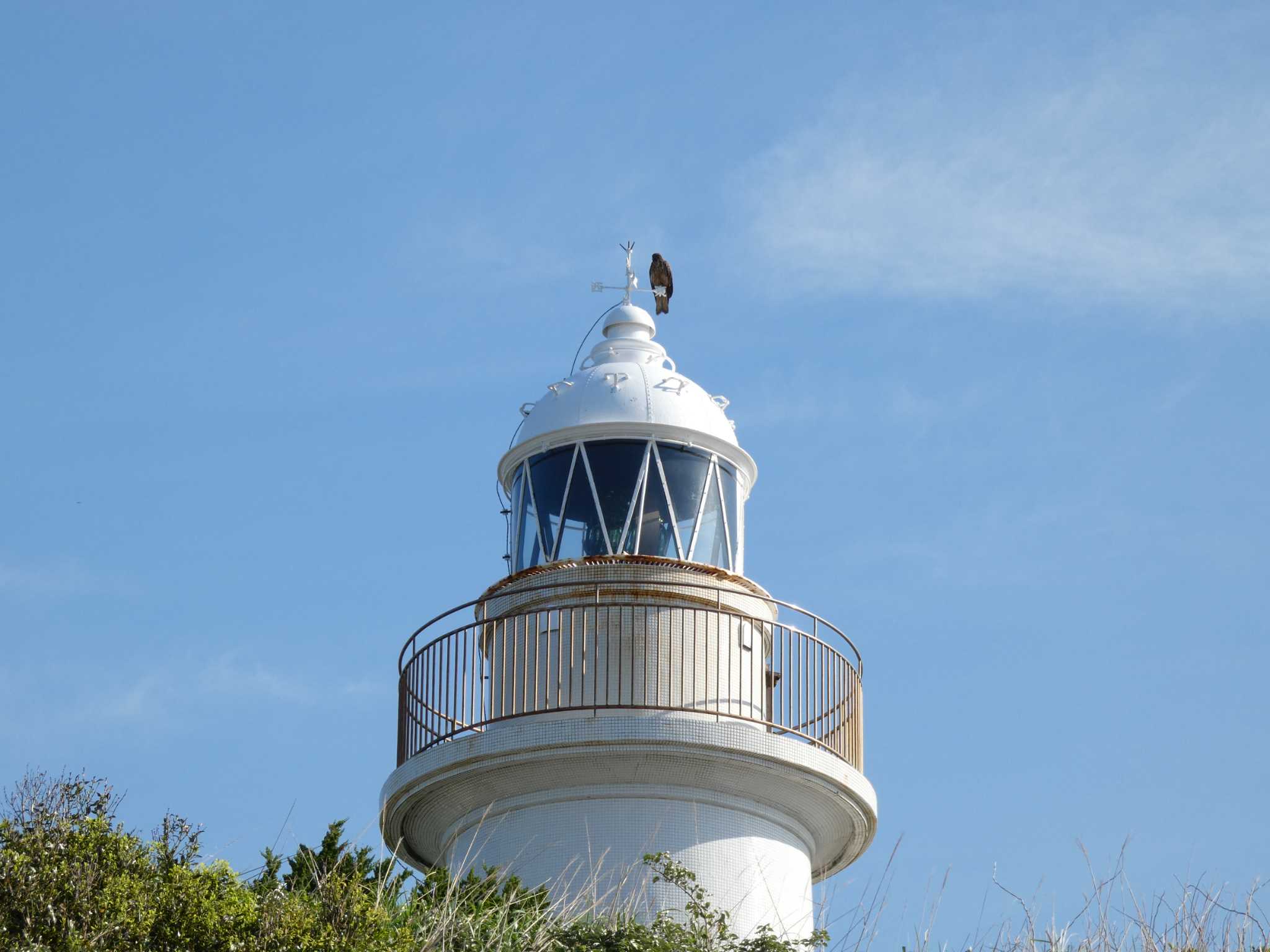 城ヶ島 トビの写真 by koshi