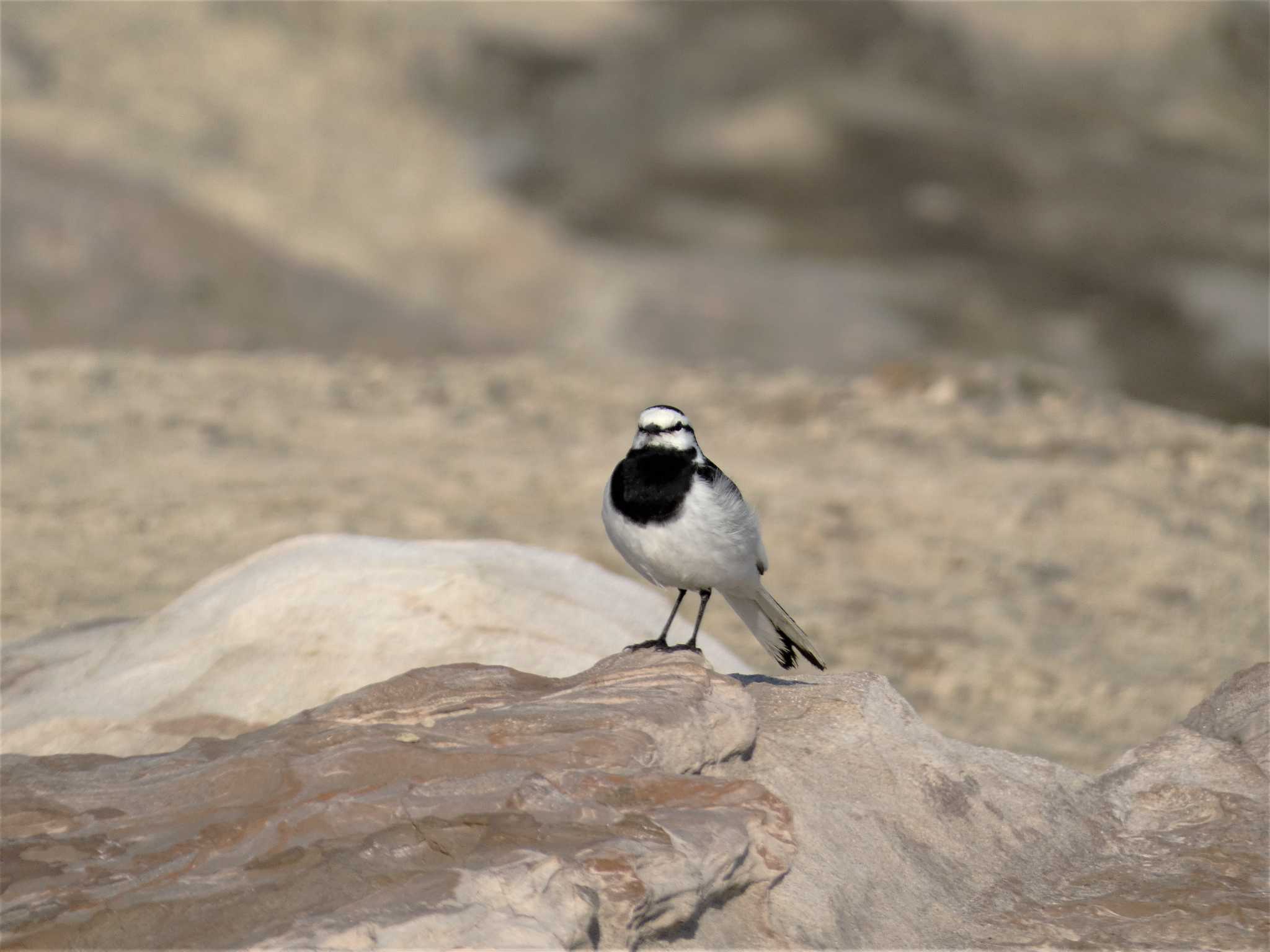 Photo of White Wagtail at 城ヶ島 by koshi