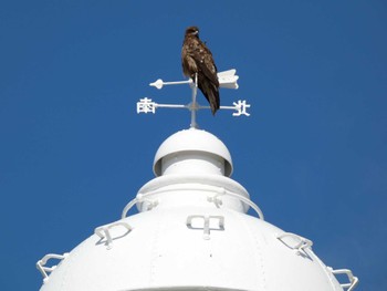 トビ 城ヶ島 2023年5月3日(水)