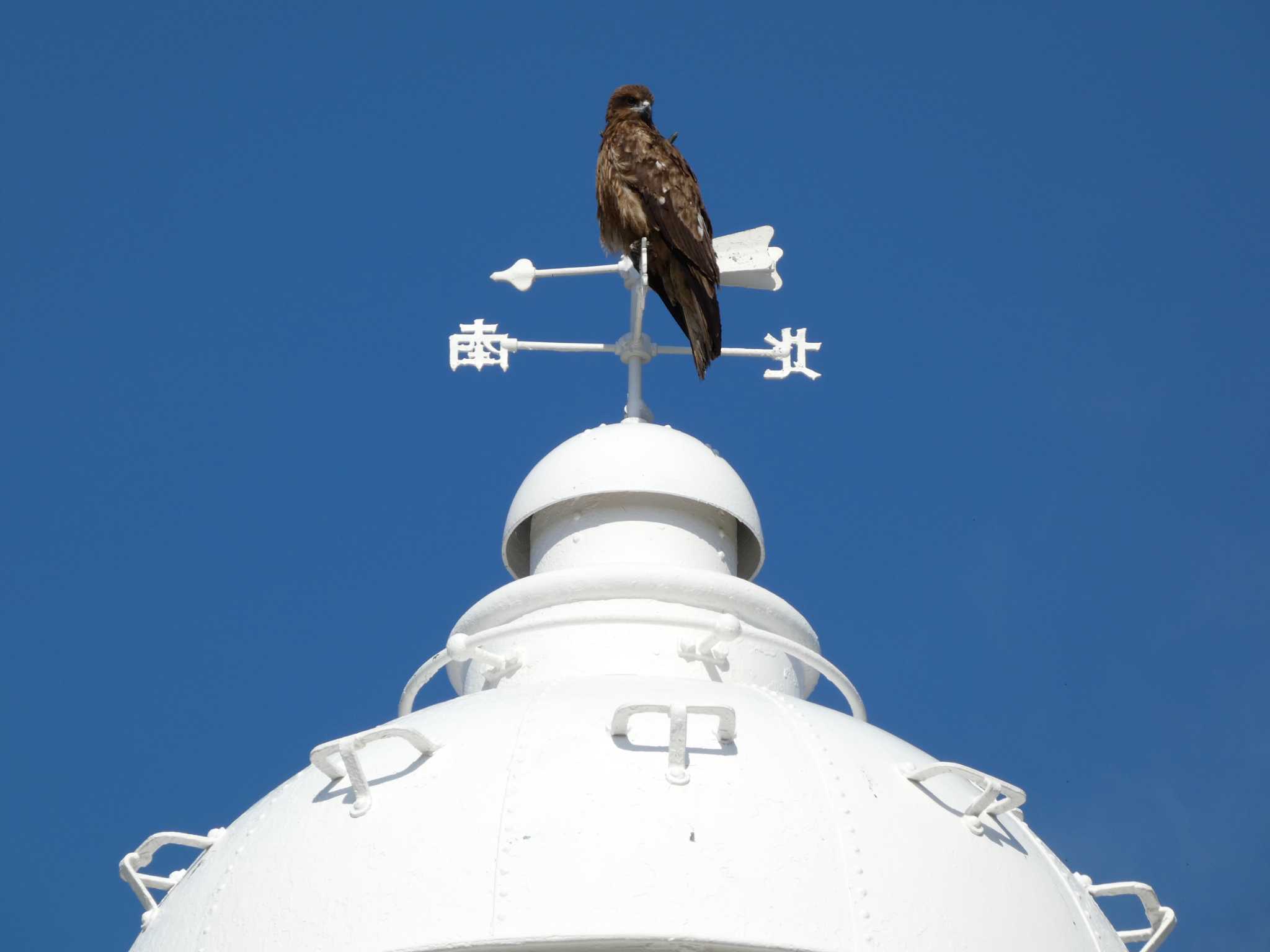 城ヶ島 トビの写真 by koshi