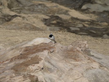 ハクセキレイ 城ヶ島 2023年5月3日(水)