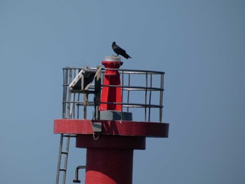 ハシボソガラス 城ヶ島 2023年5月3日(水)