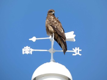 2023年5月3日(水) 城ヶ島の野鳥観察記録