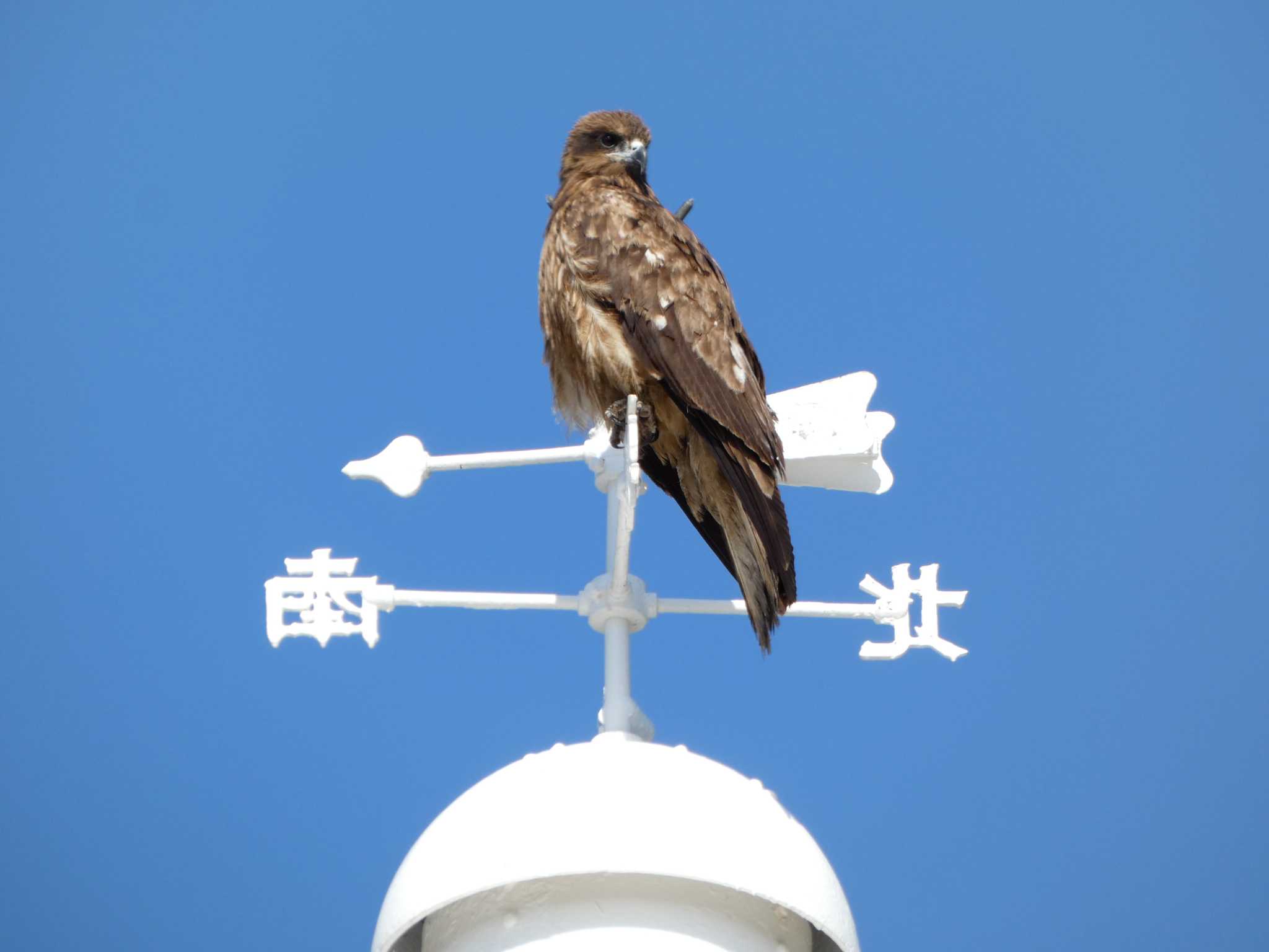 Photo of Black Kite at 城ヶ島 by koshi