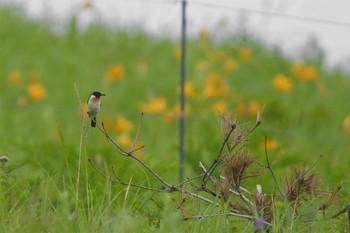 Amur Stonechat 長野県 Unknown Date