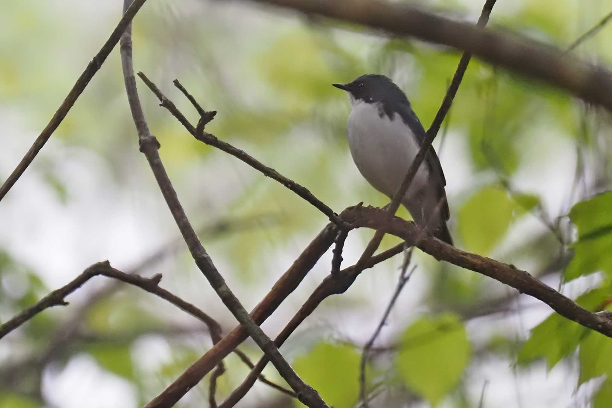 Siberian Blue Robin