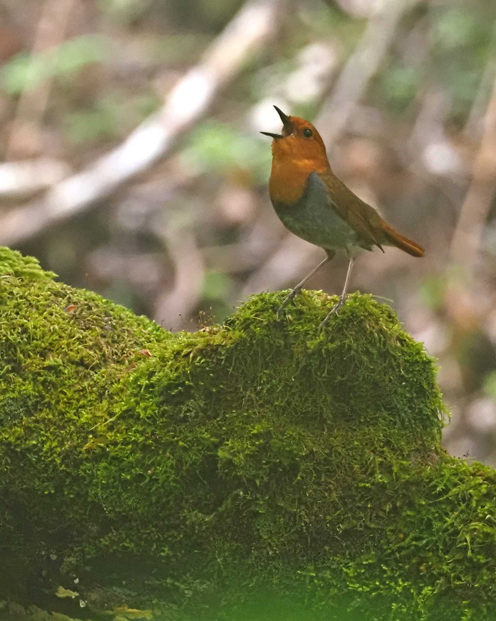 Japanese Robin