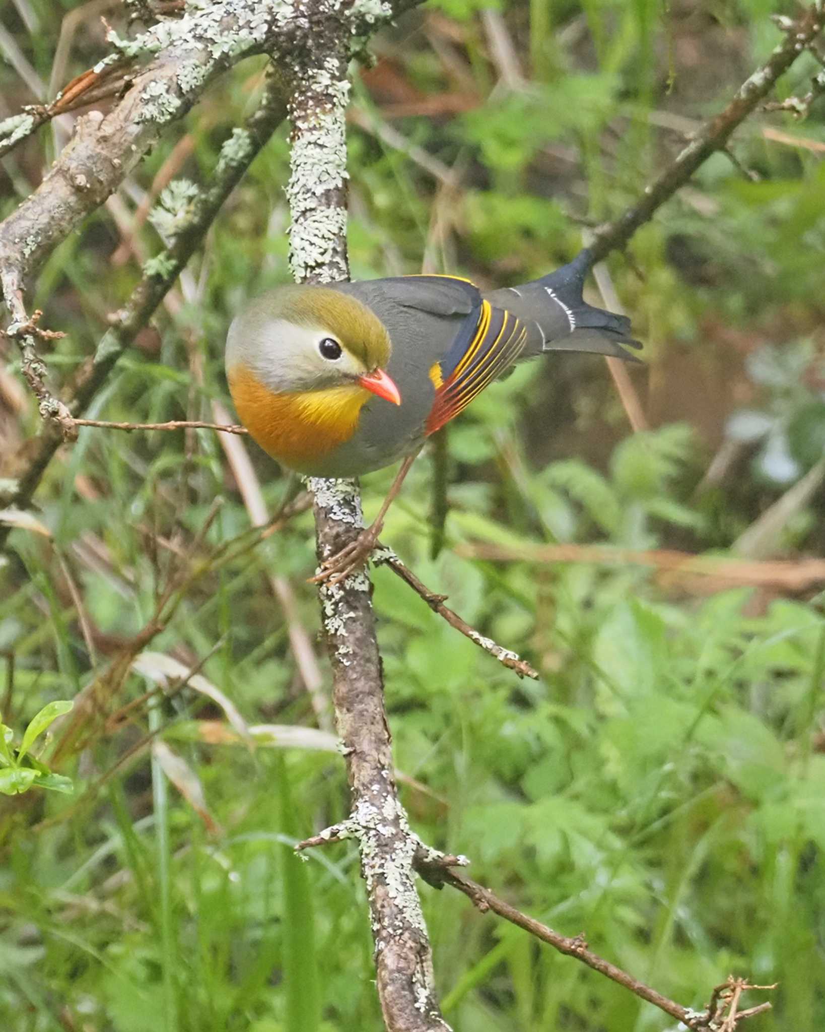 Red-billed Leiothrix