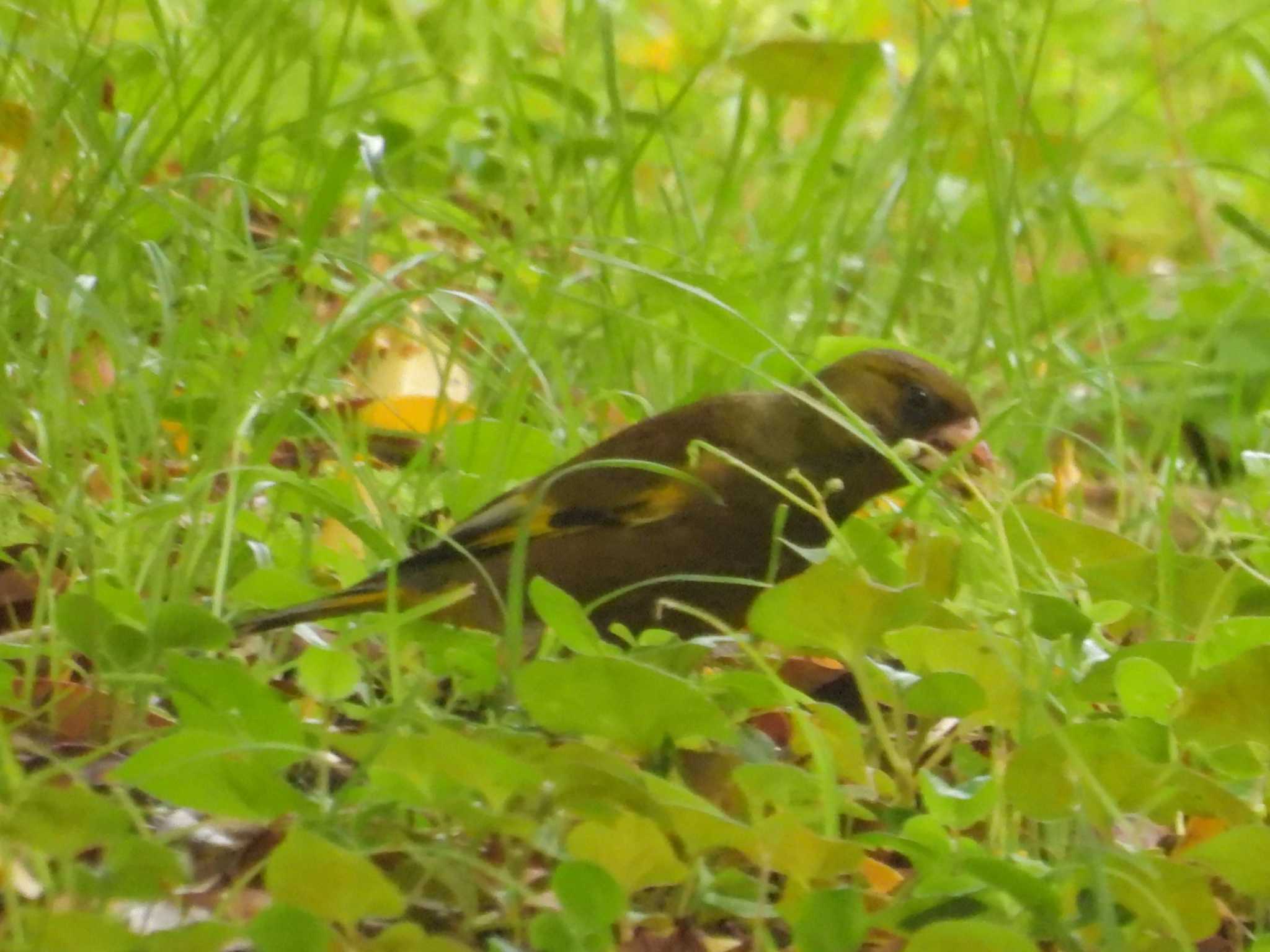 Grey-capped Greenfinch