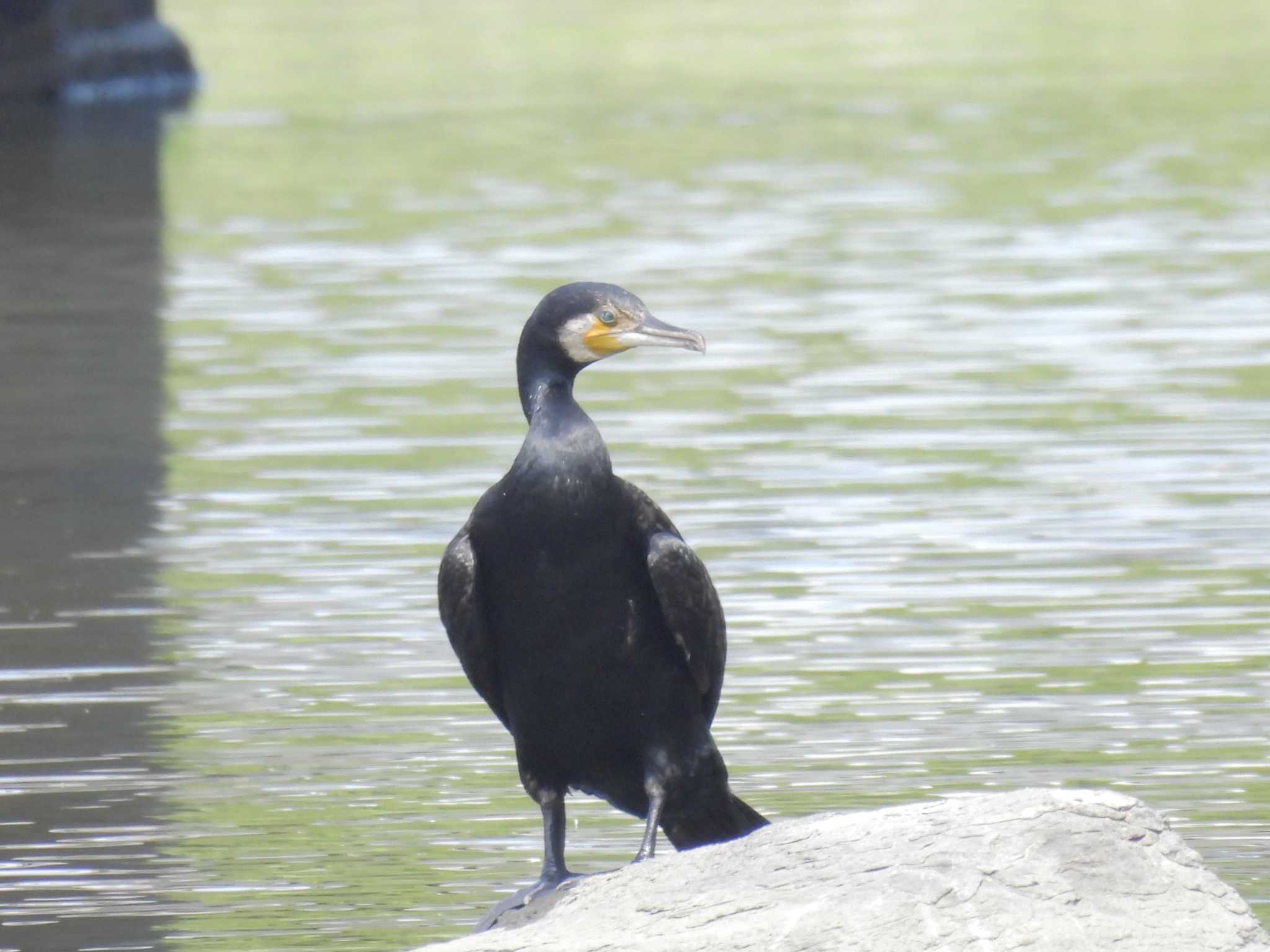 Photo of Great Cormorant at Hama-rikyu Gardens by ゆりかもめ