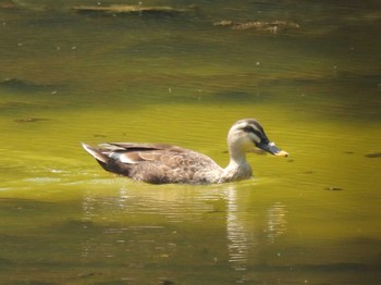 2023年5月22日(月) 浜離宮恩賜庭園の野鳥観察記録