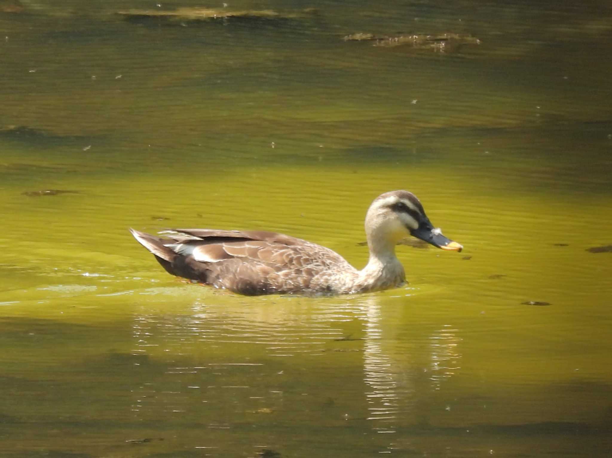 Eastern Spot-billed Duck