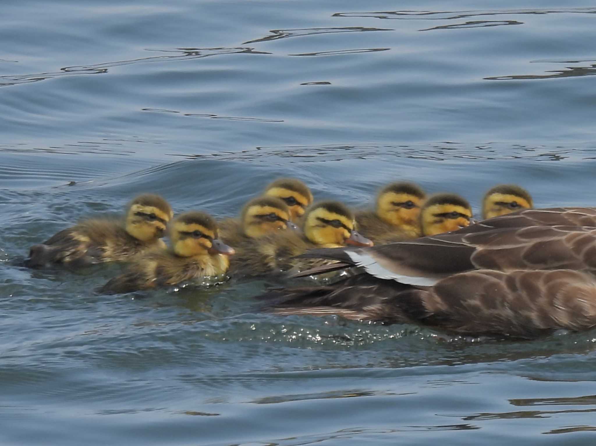 浜離宮恩賜庭園 カルガモの写真 by ゆりかもめ