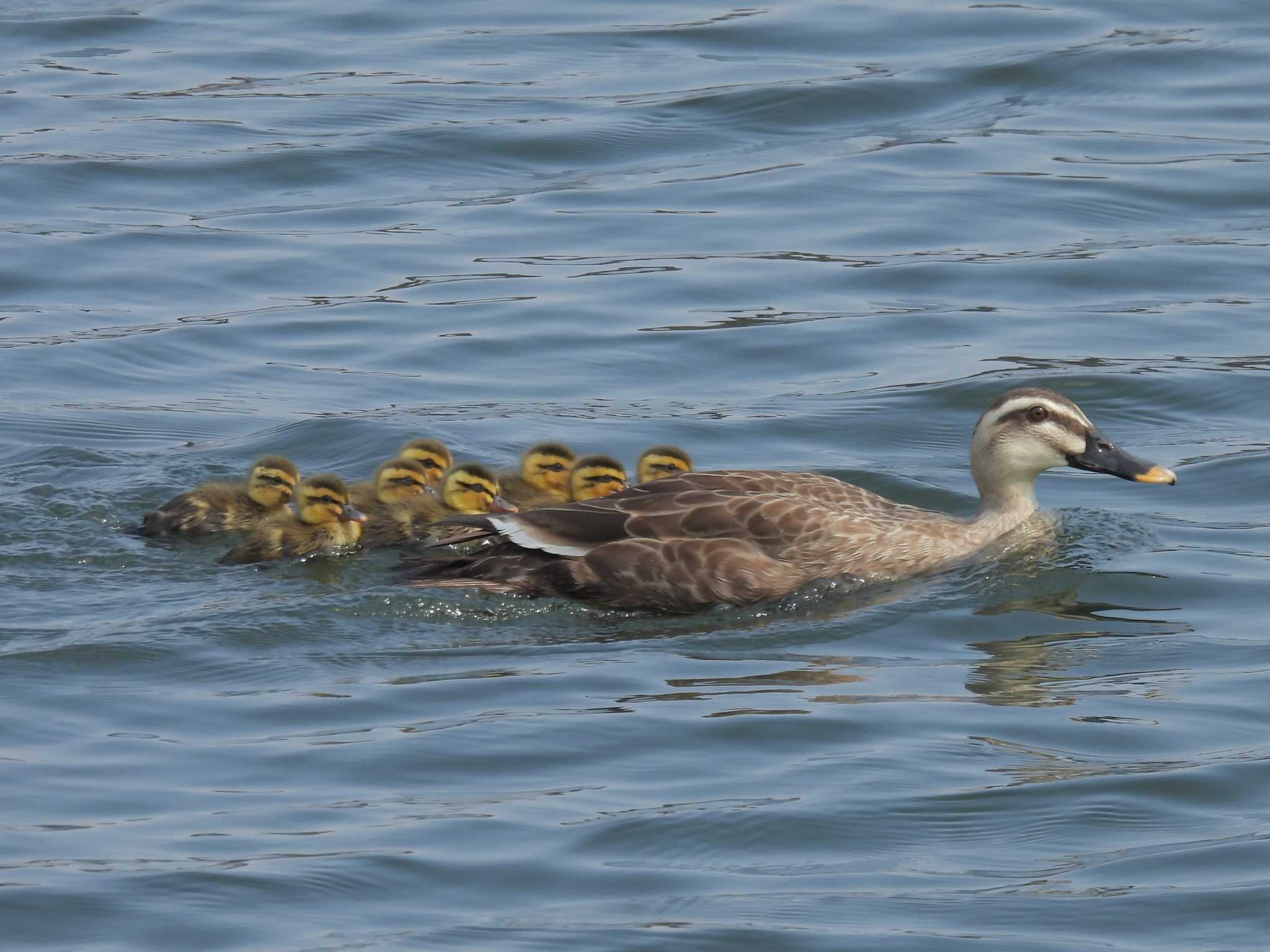 Photo of Eastern Spot-billed Duck at Hama-rikyu Gardens by ゆりかもめ