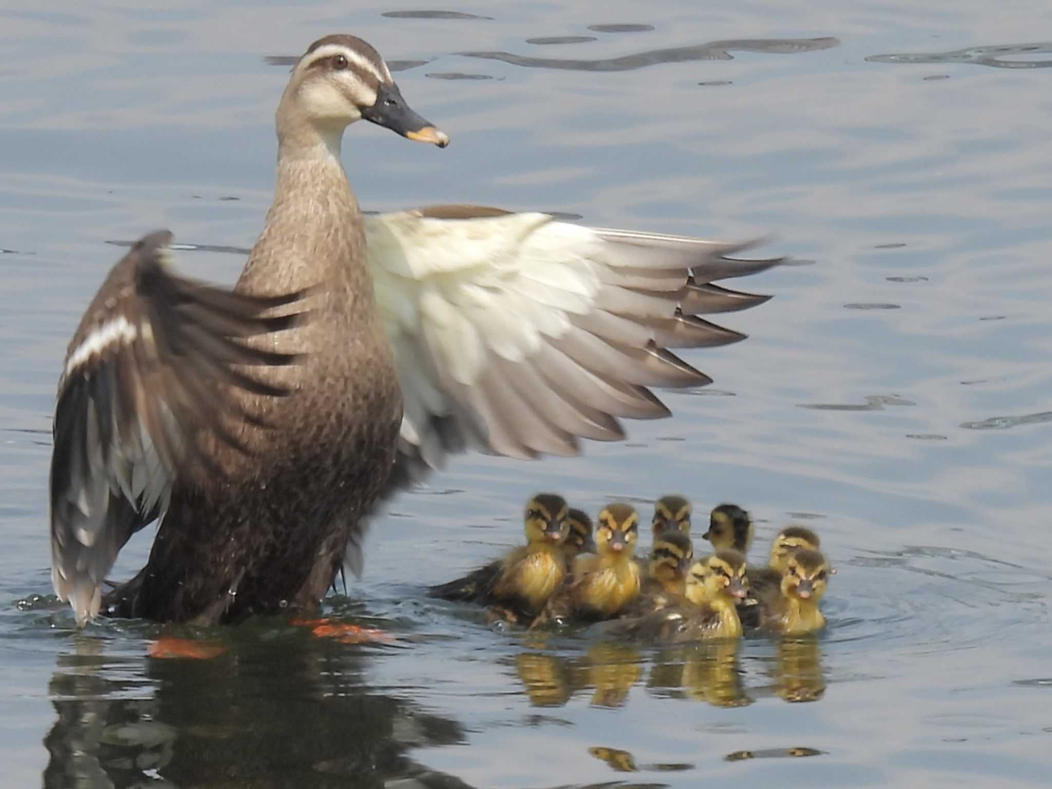 Eastern Spot-billed Duck