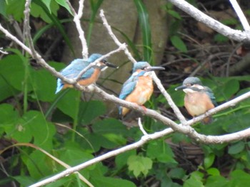 2023年5月25日(木) 長浜公園の野鳥観察記録