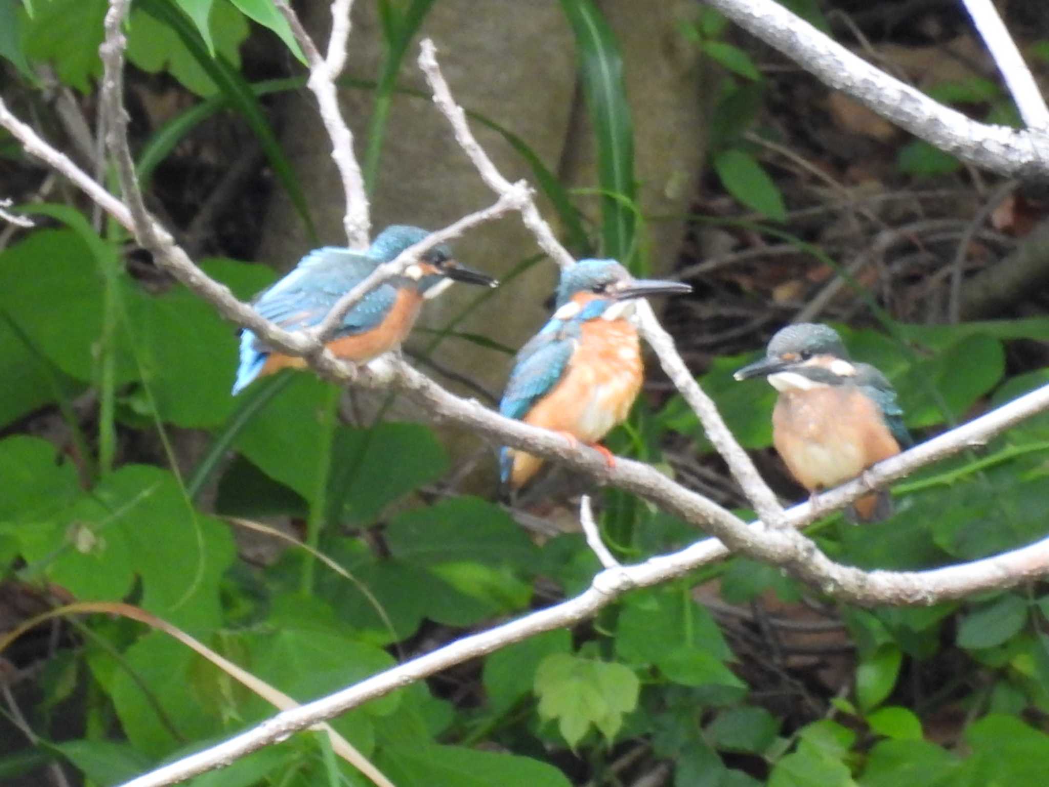 Common Kingfisher