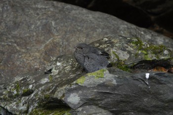 Plumbeous Water Redstart 烏来(台湾) Wed, 5/17/2023