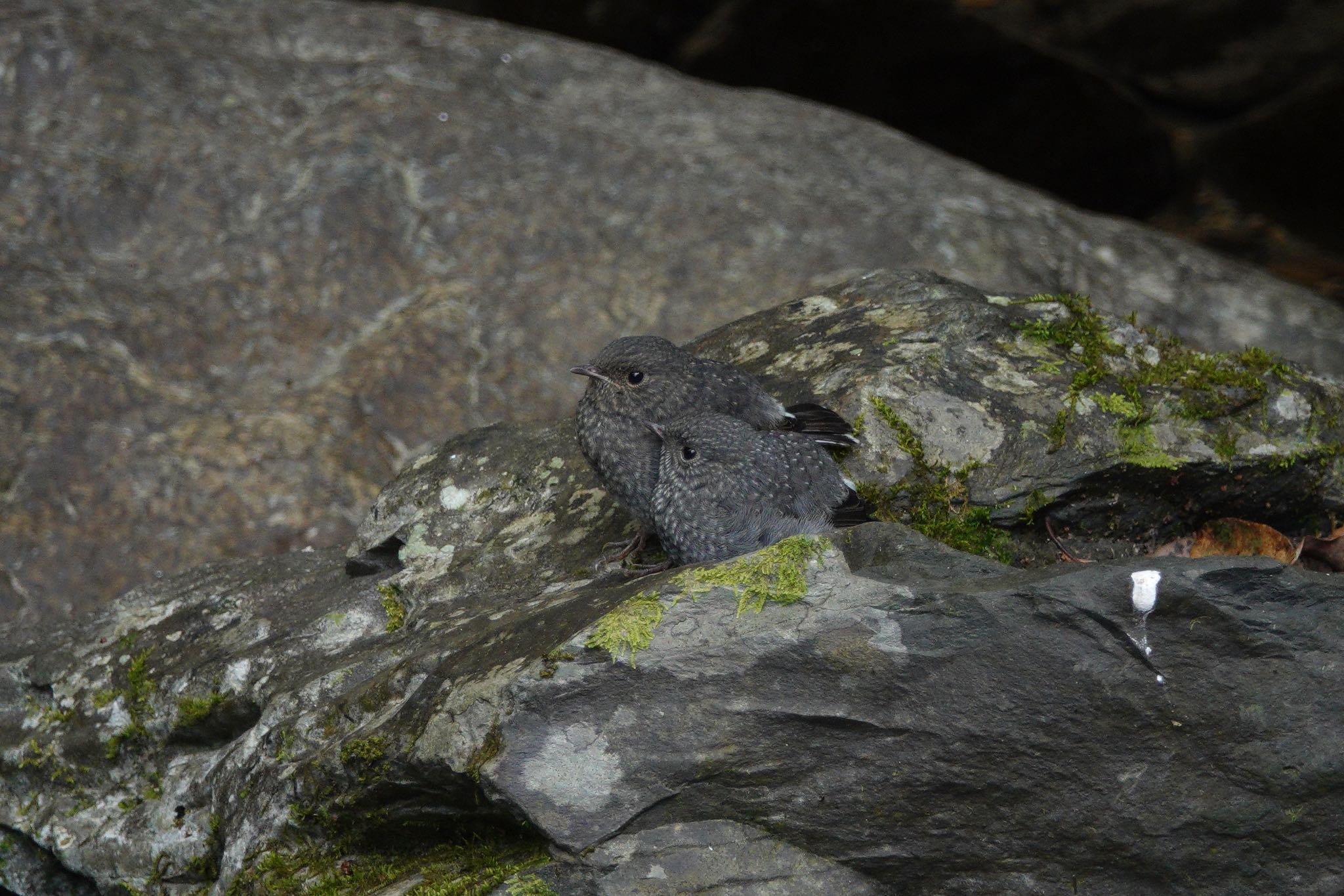 Plumbeous Water Redstart