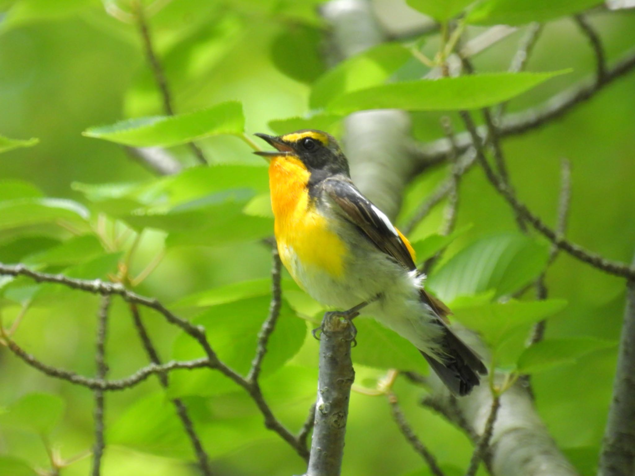 Photo of Narcissus Flycatcher at 角田山 by ぽちゃっこ