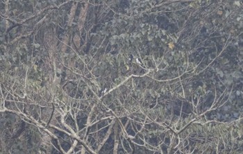 Pied Falconet Ba Be National Park Fri, 5/5/2023