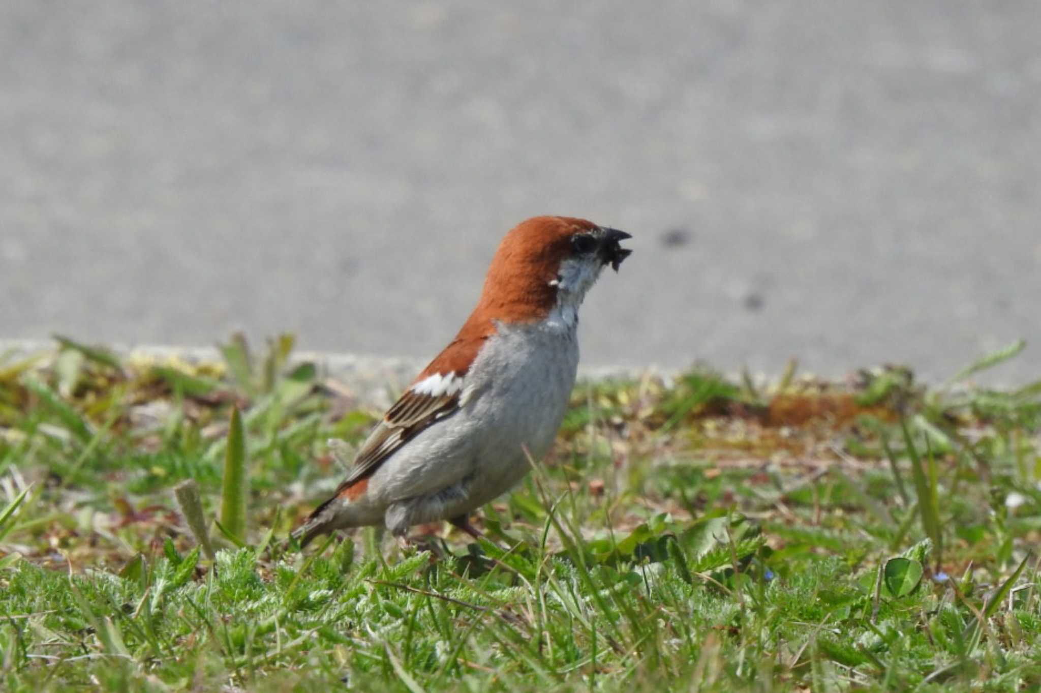 Russet Sparrow