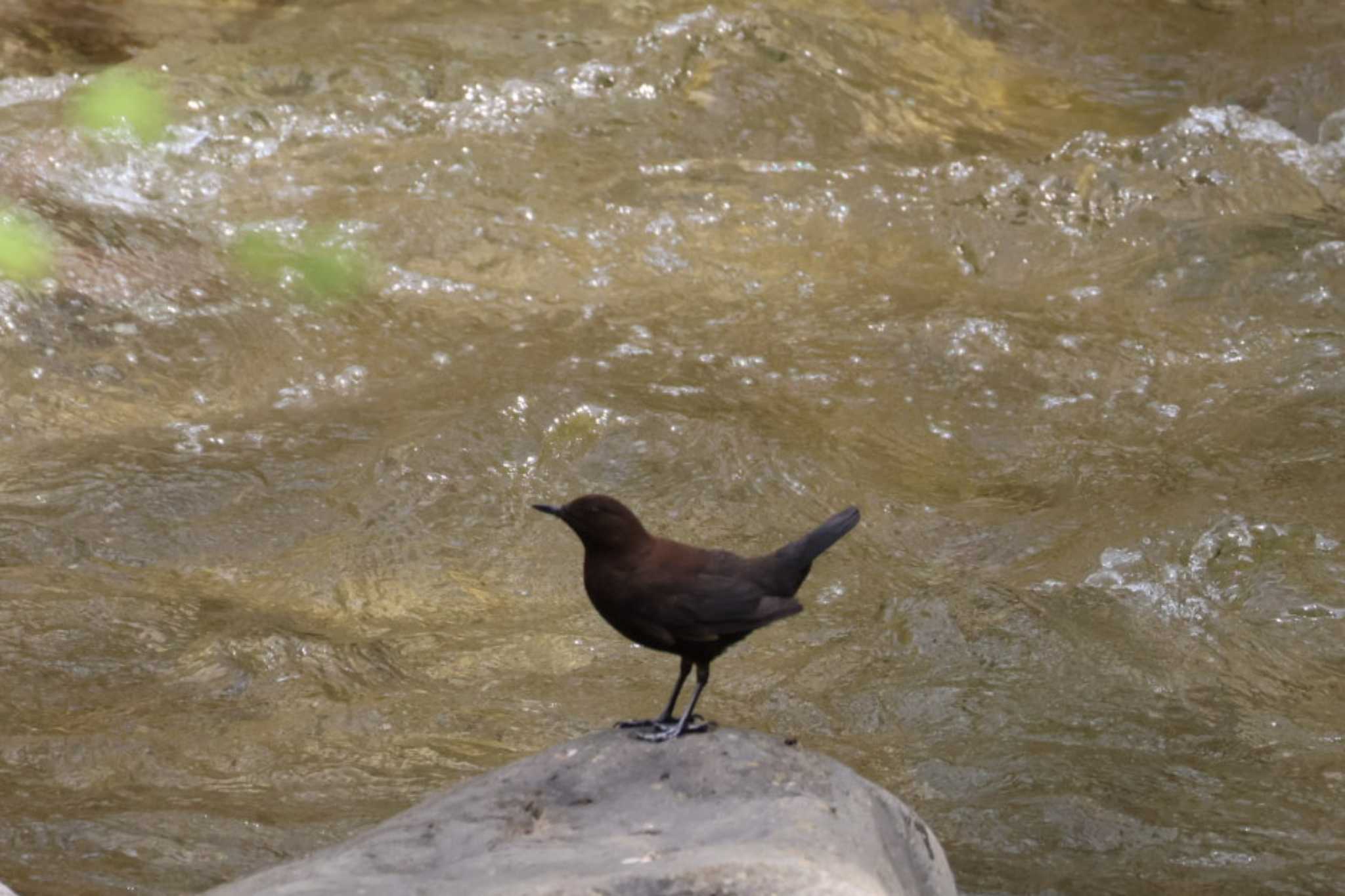 Brown Dipper