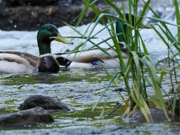 2023年5月25日(木) 福井緑地(札幌市西区)の野鳥観察記録