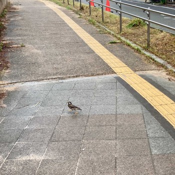 ムクドリ 生田川公園 2021年6月19日(土)