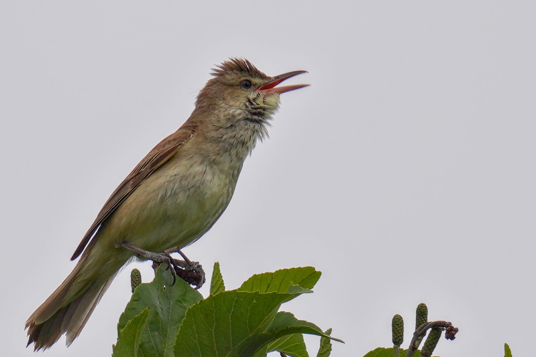 Oriental Reed Warbler