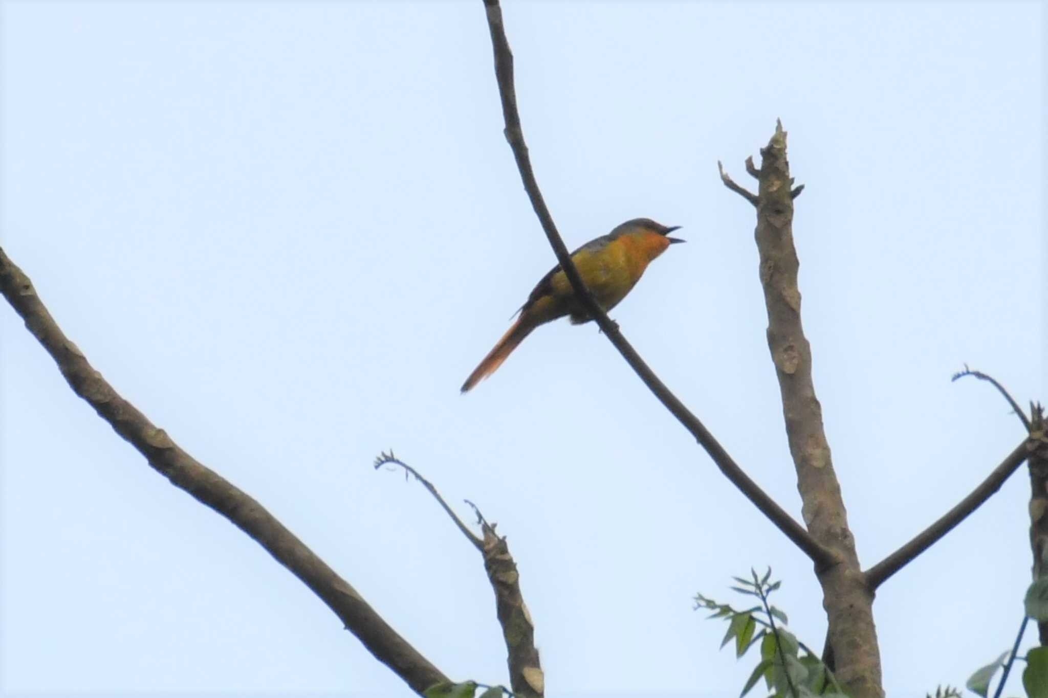 Scarlet Minivet