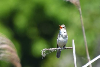 Oriental Reed Warbler Kasai Rinkai Park Wed, 5/24/2023