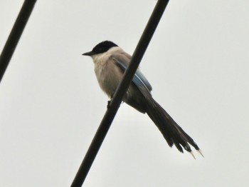 Azure-winged Magpie Sambanze Tideland Tue, 5/23/2023