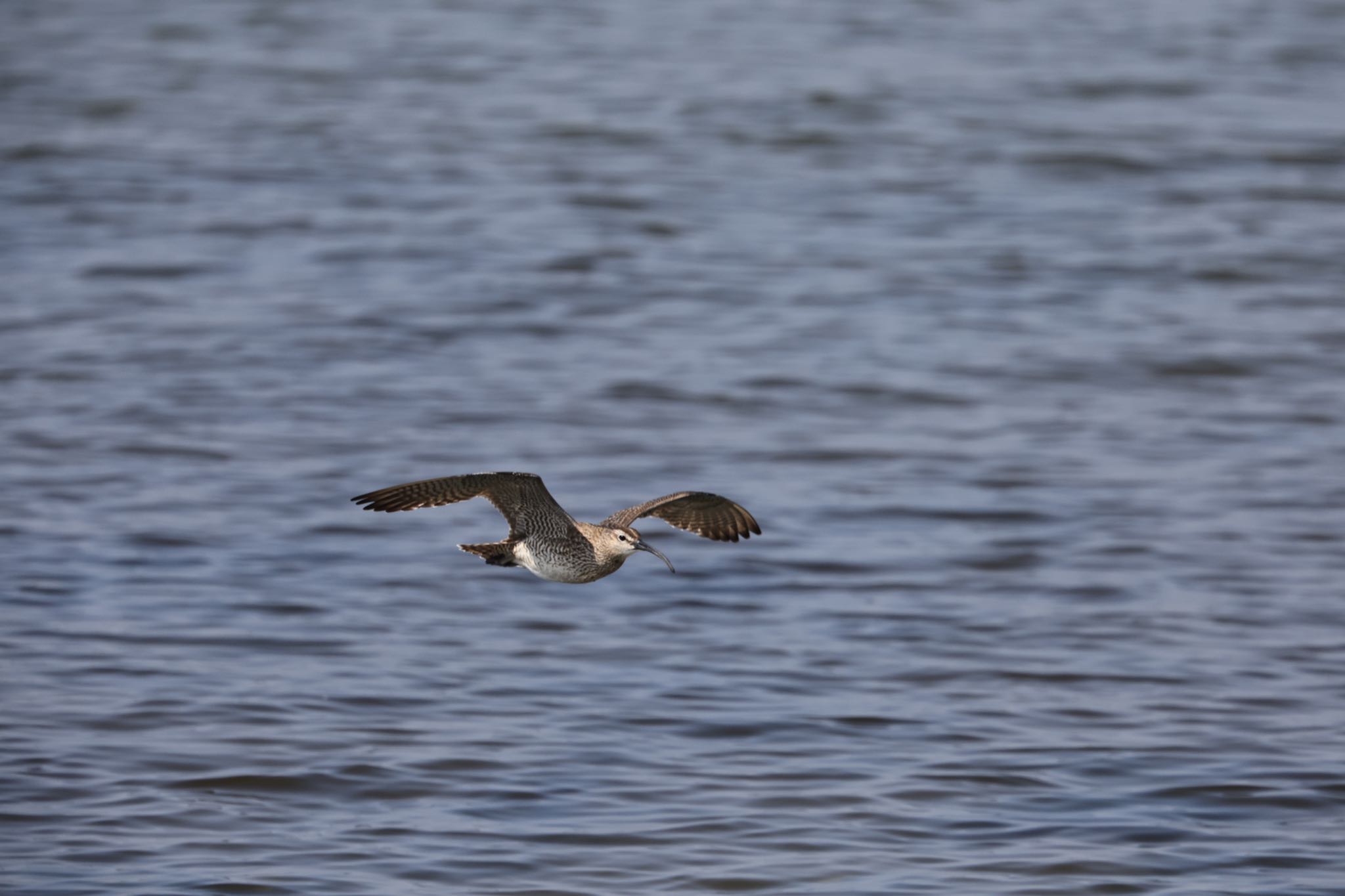 Photo of Eurasian Whimbrel at 甲子園浜(兵庫県西宮市) by yossan1969