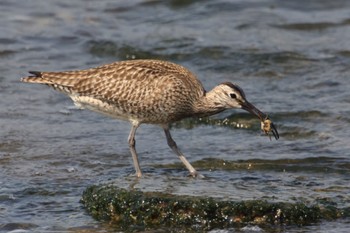 Eurasian Whimbrel 甲子園浜(兵庫県西宮市) Wed, 5/17/2023