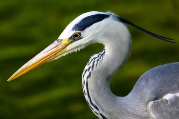 Grey Heron 月寒公園 Wed, 5/24/2023