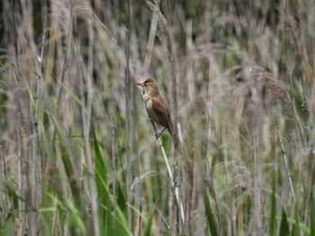 Oriental Reed Warbler Tokyo Port Wild Bird Park Thu, 5/25/2023