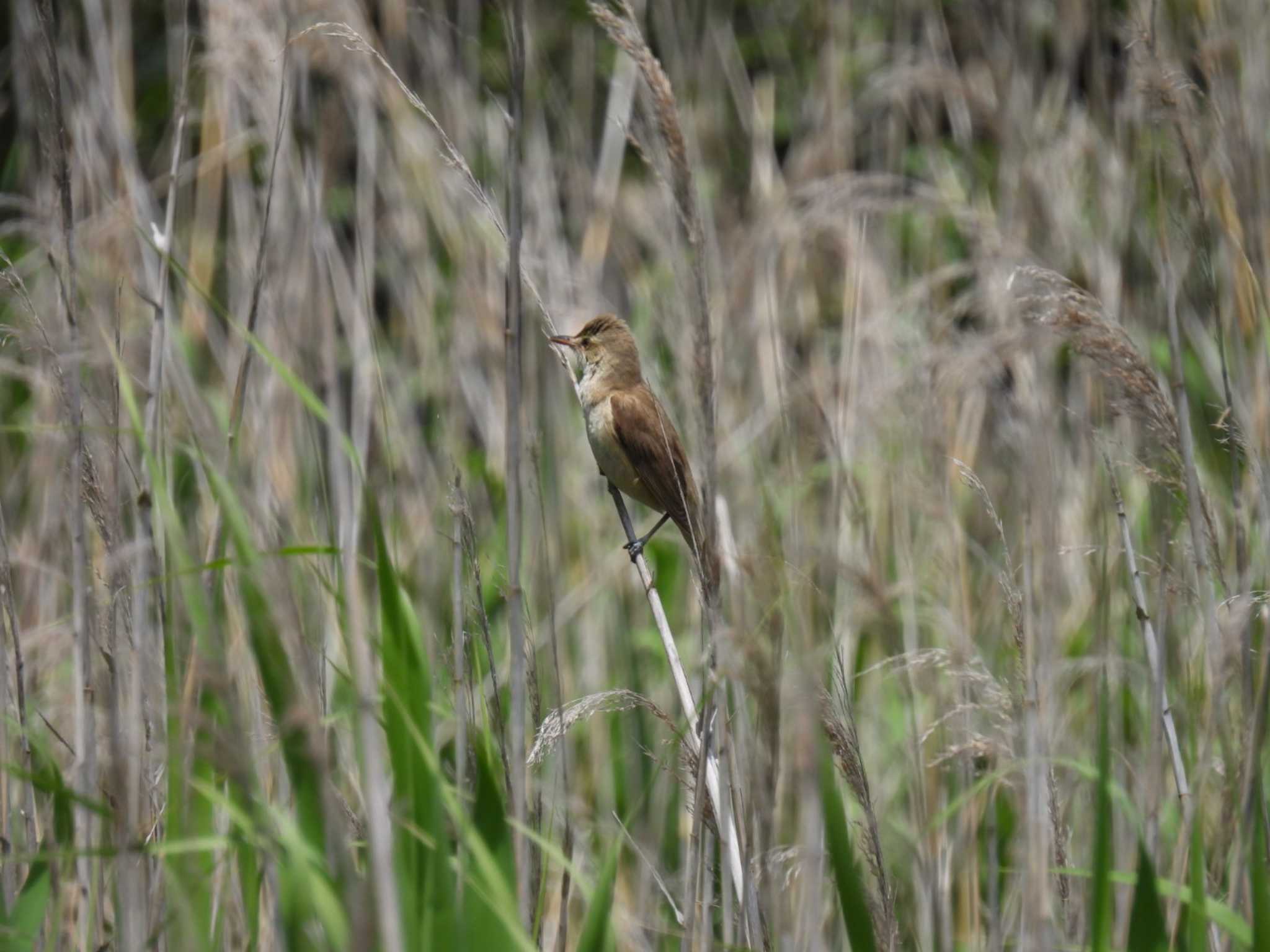 Photo of Oriental Reed Warbler at Tokyo Port Wild Bird Park by カズー