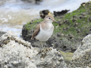 イソシギ 東京港野鳥公園 2023年5月25日(木)