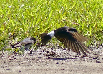 Asian House Martin 荒川生物生態園(東京都板橋区) Wed, 5/24/2023