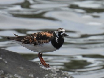 Ruddy Turnstone Tokyo Port Wild Bird Park Thu, 5/25/2023